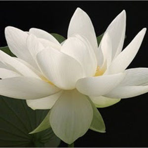 Meet your Posher, Cibele